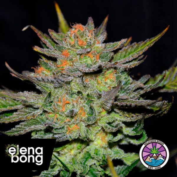 Auto Blue Ace CBD