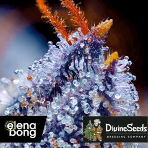 Auto Blue Cheese
