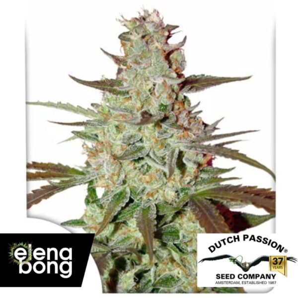Auto Blue Mazar