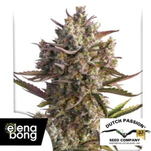 Auto Blueberry