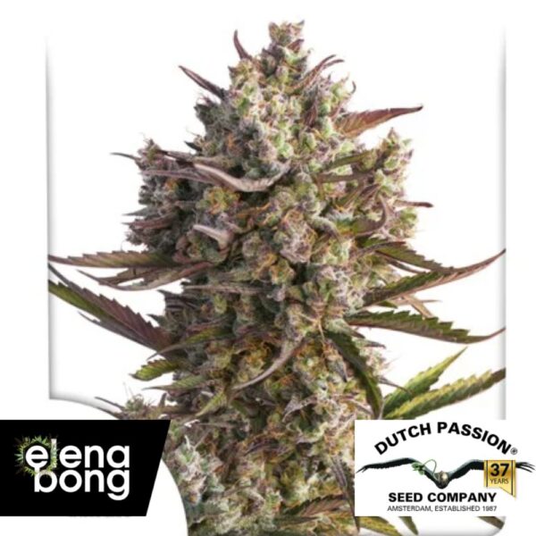 Auto Blueberry