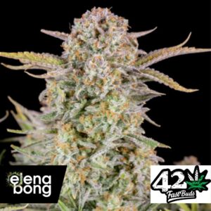 Auto Bruce Banner