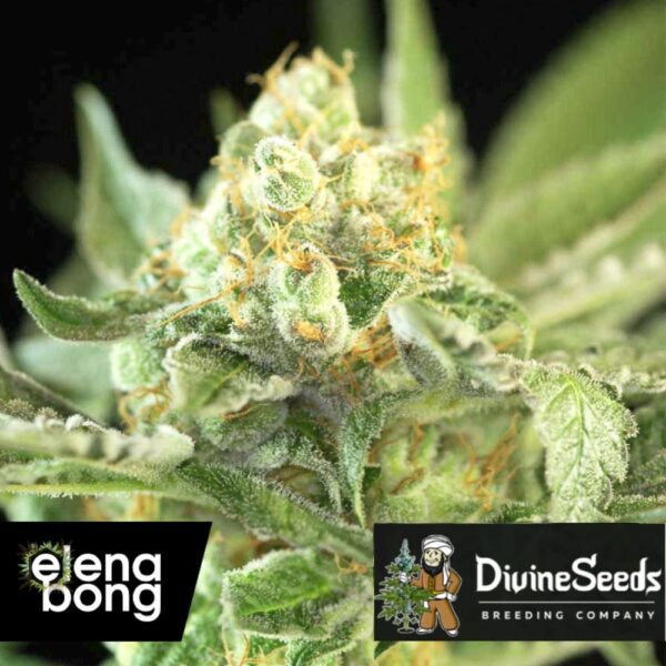 Auto Candy