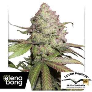 Auto CBD Charlottes Angel
