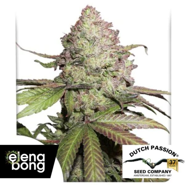 Auto CBD Charlottes Angel