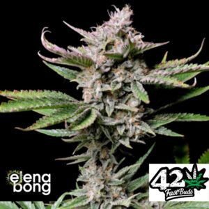 Auto Cherry Cola