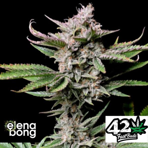 Auto Cherry Cola
