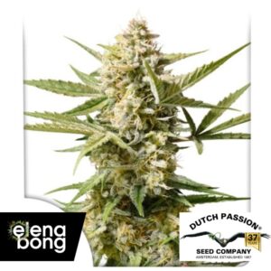 Auto Cinderella Jack