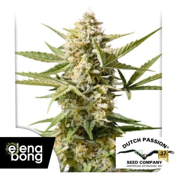 Auto Cinderella Jack
