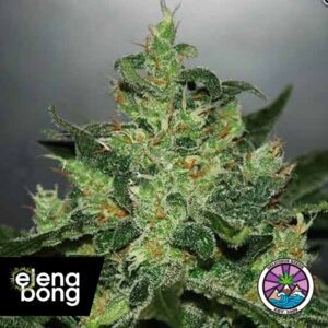 Auto Critical Jack Herer