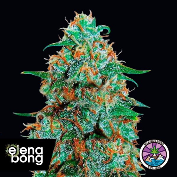 Auto Critical Neville Haze