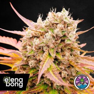 Auto Dark Lemonade