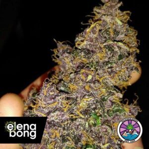 Auto Dark Purple