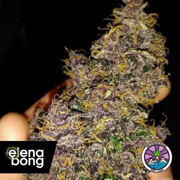 Auto Dark Purple