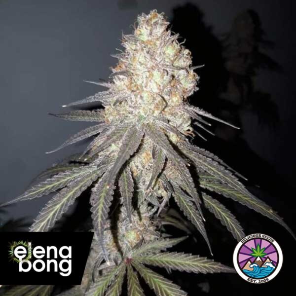 Auto Delicious Cookies