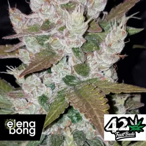 Auto Girl Scout Cookies