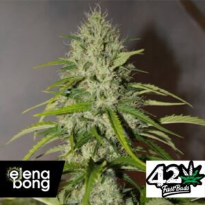 Auto Grapefruit