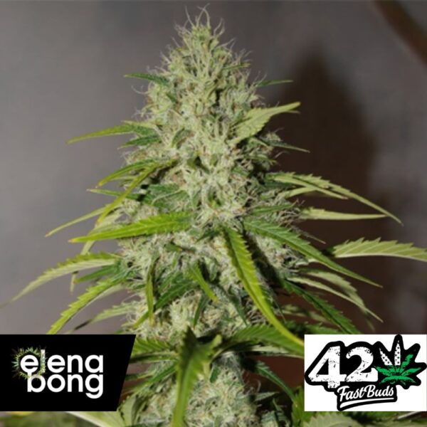 Auto Grapefruit