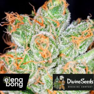 Auto Hindu Kush