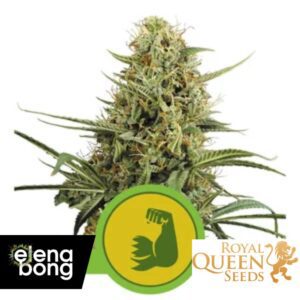 Auto HulkBerry