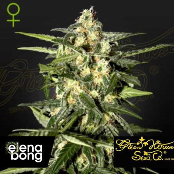 Auto Jack Herer