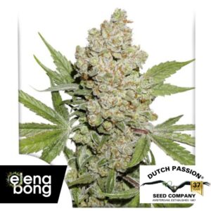 Auto Lemon Kix