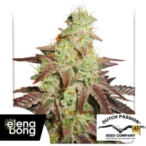 Auto Night Queen