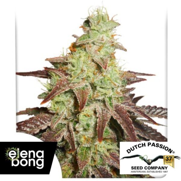 Auto Night Queen