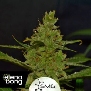 Auto Northern Lights