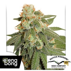 Auto Orange Bud