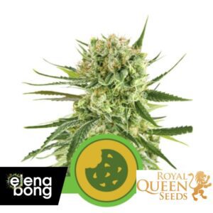 Auto Royal Cookies