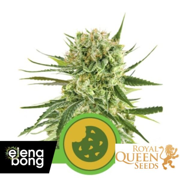 Auto Royal Cookies