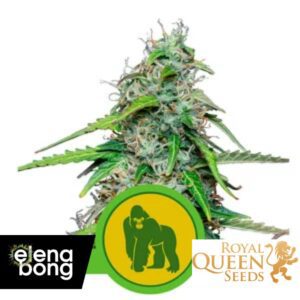 Auto Royal Gorilla