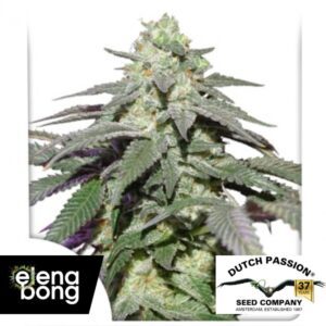 Auto Skywalker Haze