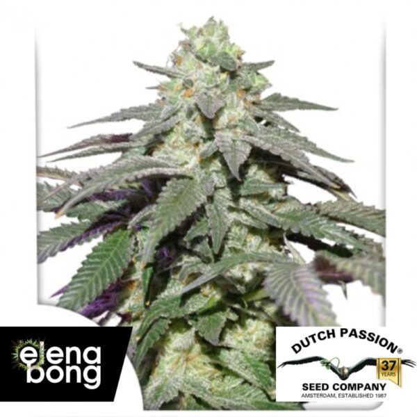 Auto Skywalker Haze