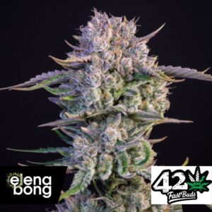 Auto Strawberry Gorilla