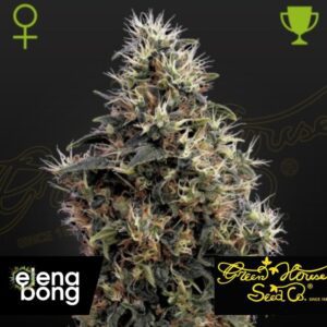 Auto Sweet Mango