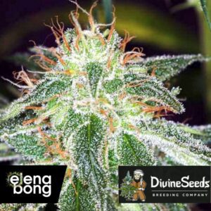 Auto White Widow