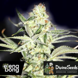 Auto Big Bang