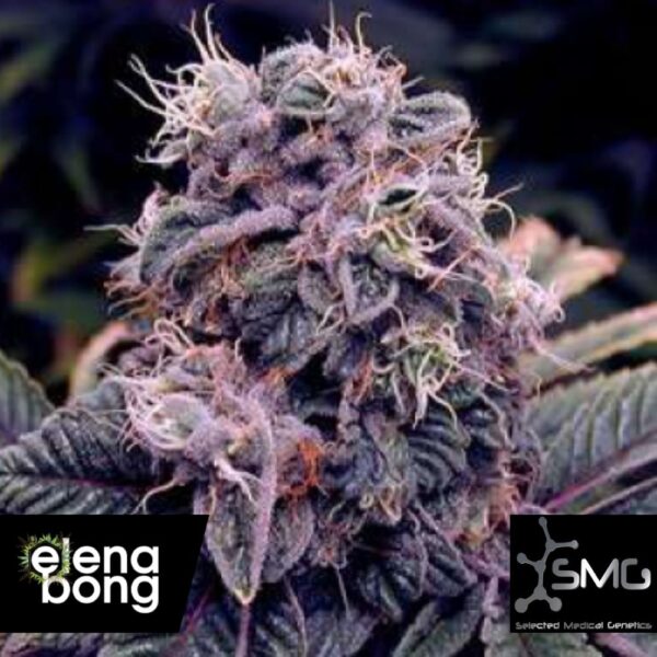 Blueberry