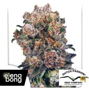 Blueberry Regular