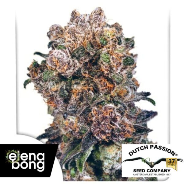 Blueberry Regular