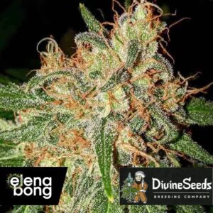 Divine OG Kush Fem