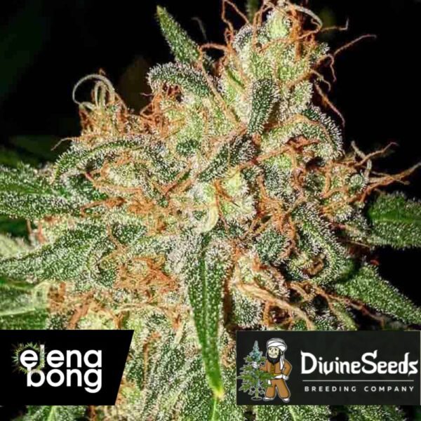 Divine OG Kush Fem