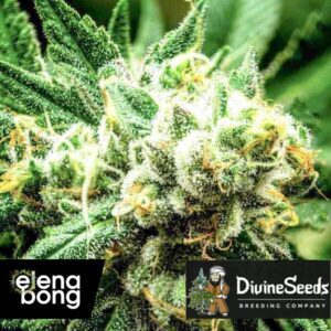 Divine Sativa Fem