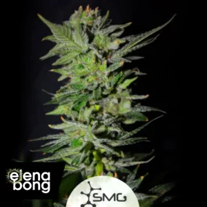 Early Northern Lights від SMG Amsterdam