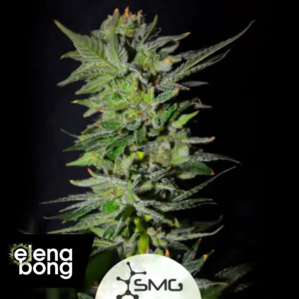 Early Northern Lights від SMG Amsterdam