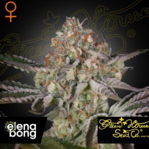 Great White Shark fem