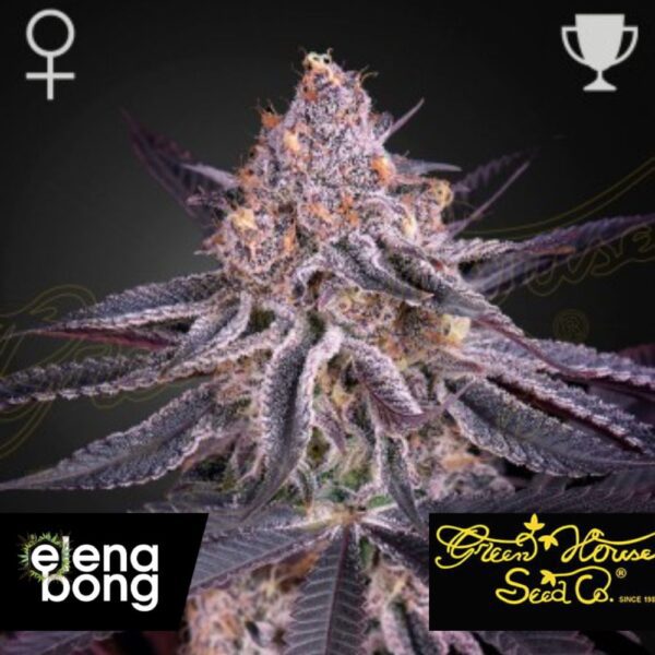 Kings Juice fem