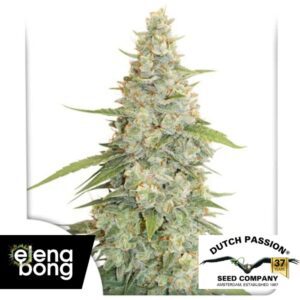 Meringue Fem